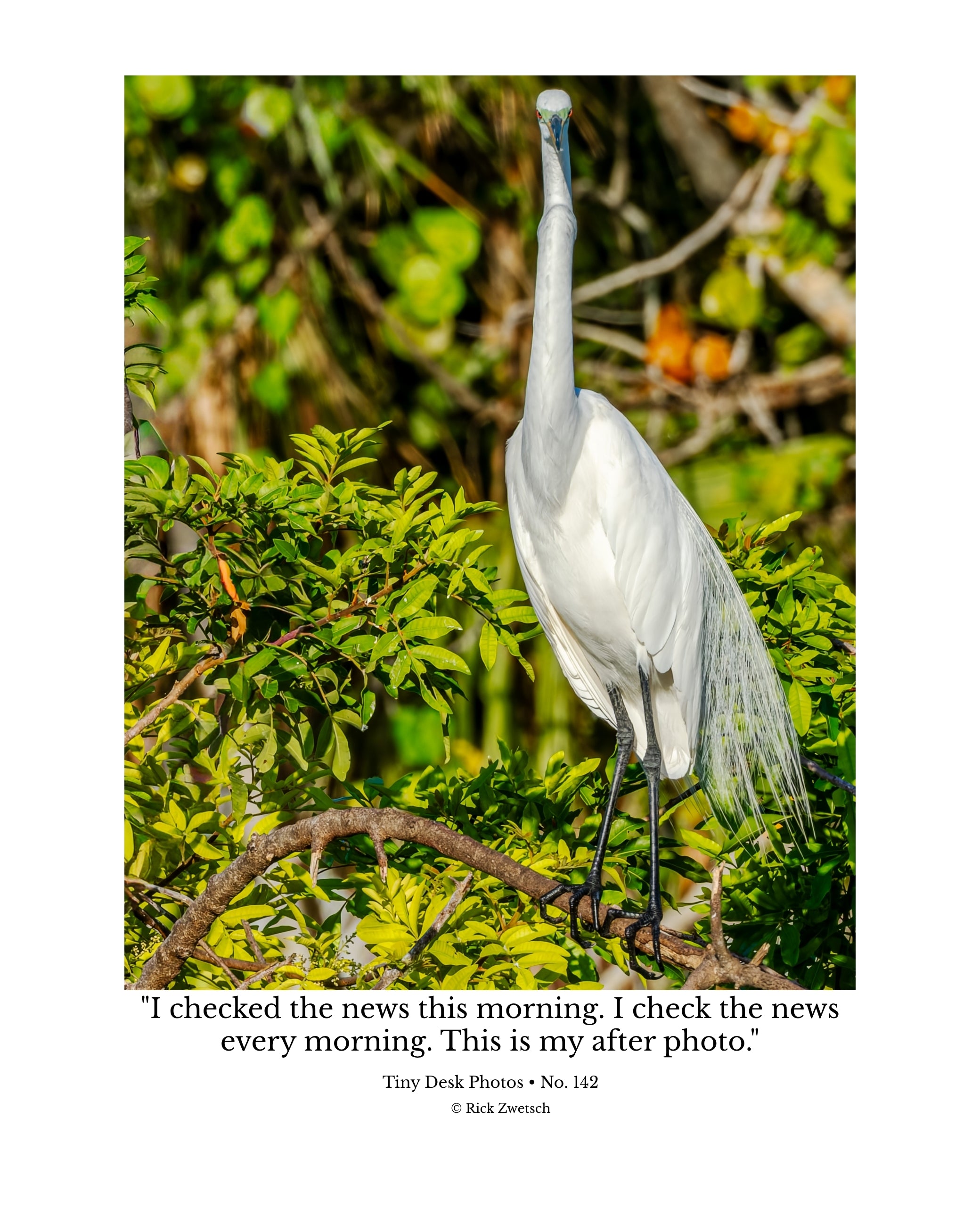 Great Egret Wildlife Photography Print | Tiny Desk Photos No. 142