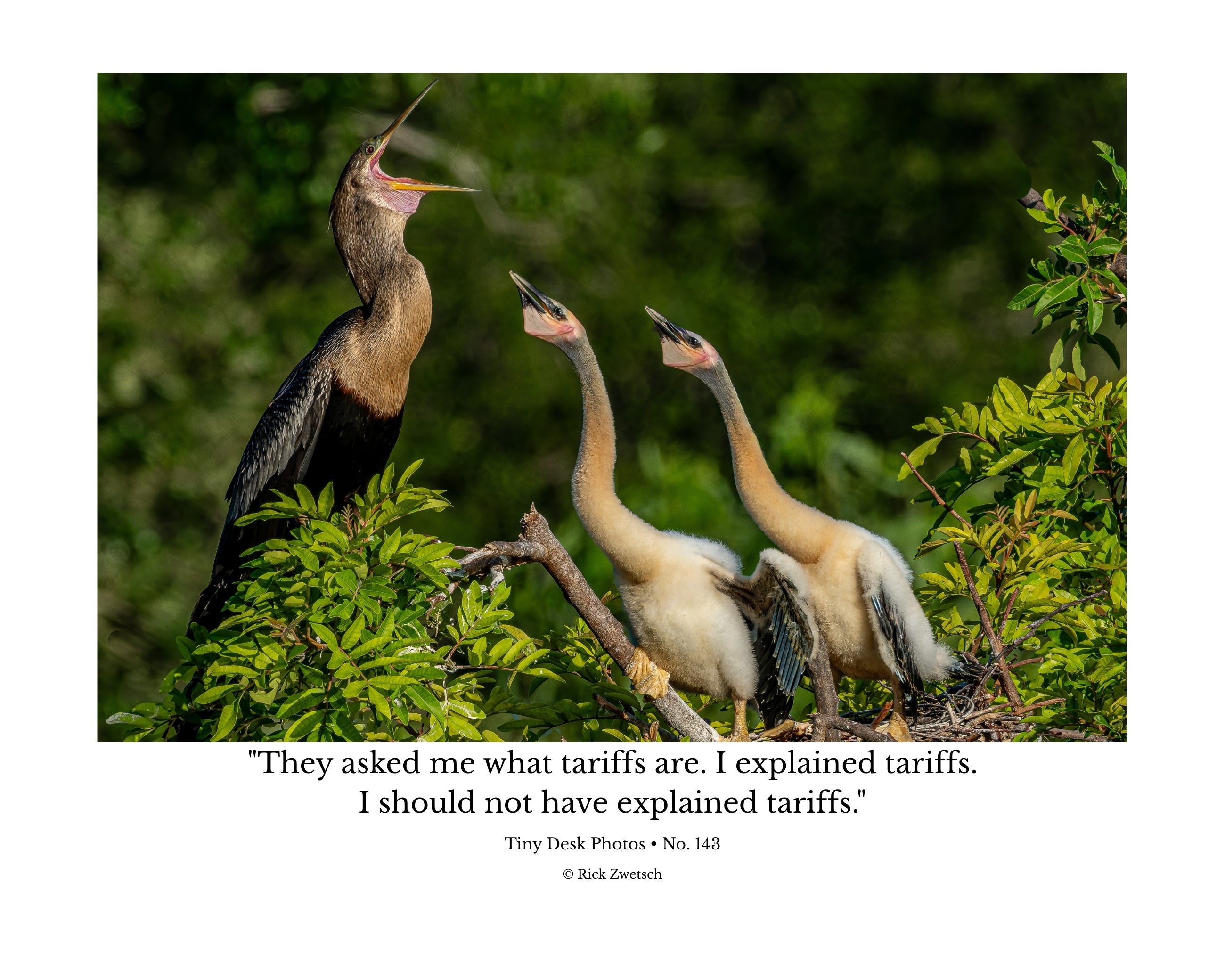 Anhinga Wildlife Photography Print | Tiny Desk Photos No. 143