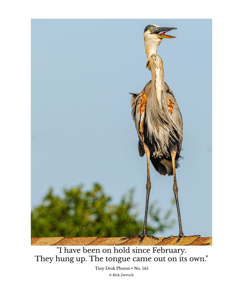 Great Blue Heron Wildlife Photography Print | Tiny Desk Photos No. 145