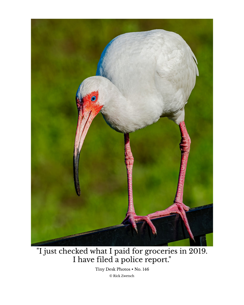 White Ibis Wildlife Photography Print | Tiny Desk Photos No. 146