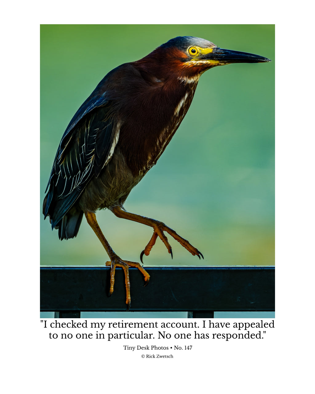 Green Heron Wildlife Photography Print | Tiny Desk Photos No. 147