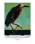 Green Heron Wildlife Photography Print | Tiny Desk Photos No. 147