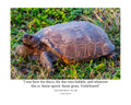 Gopher Tortoise Wildlife Photography Print | Tiny Desk Photos No. 148
