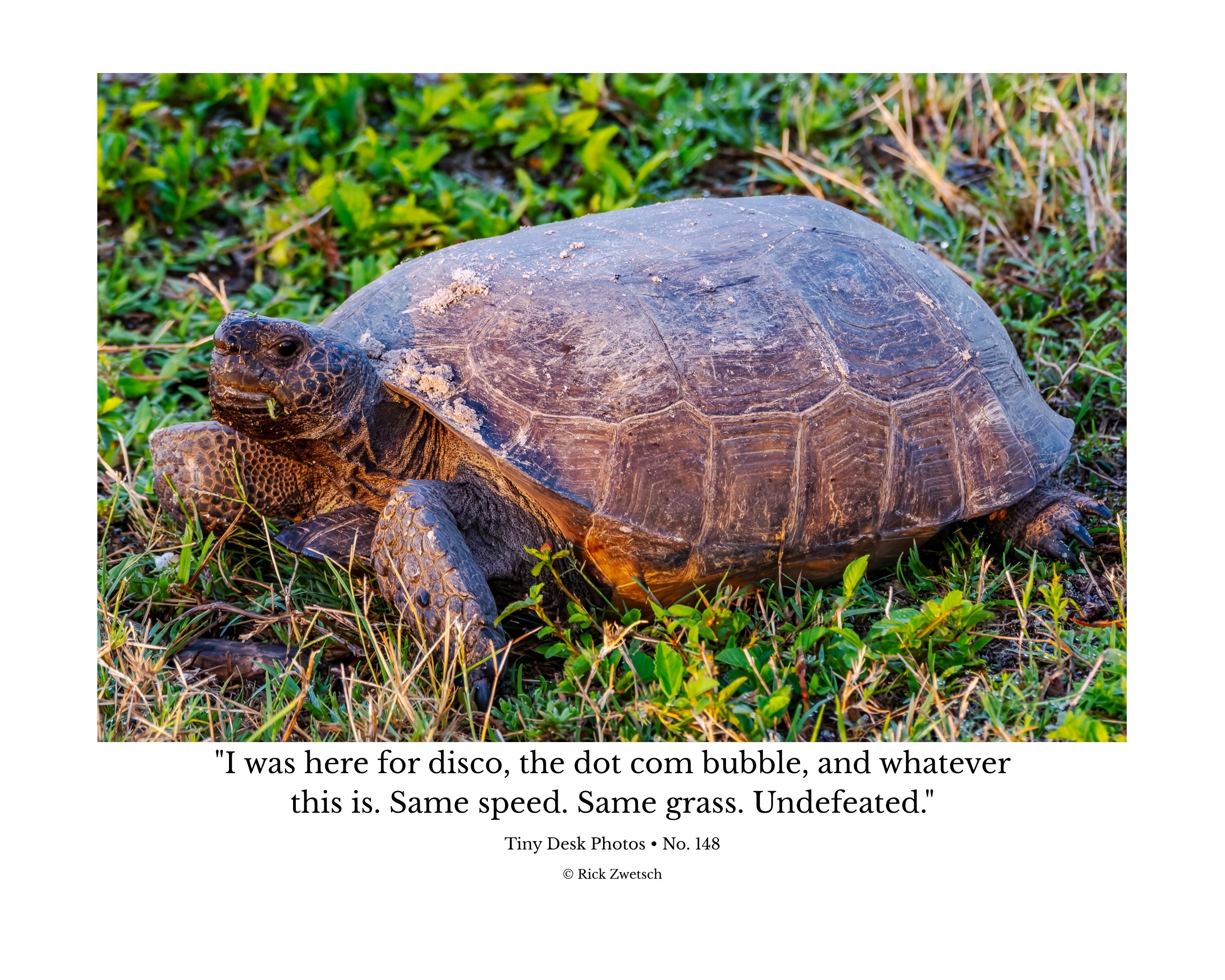 Gopher Tortoise Wildlife Photography Print | Tiny Desk Photos No. 148