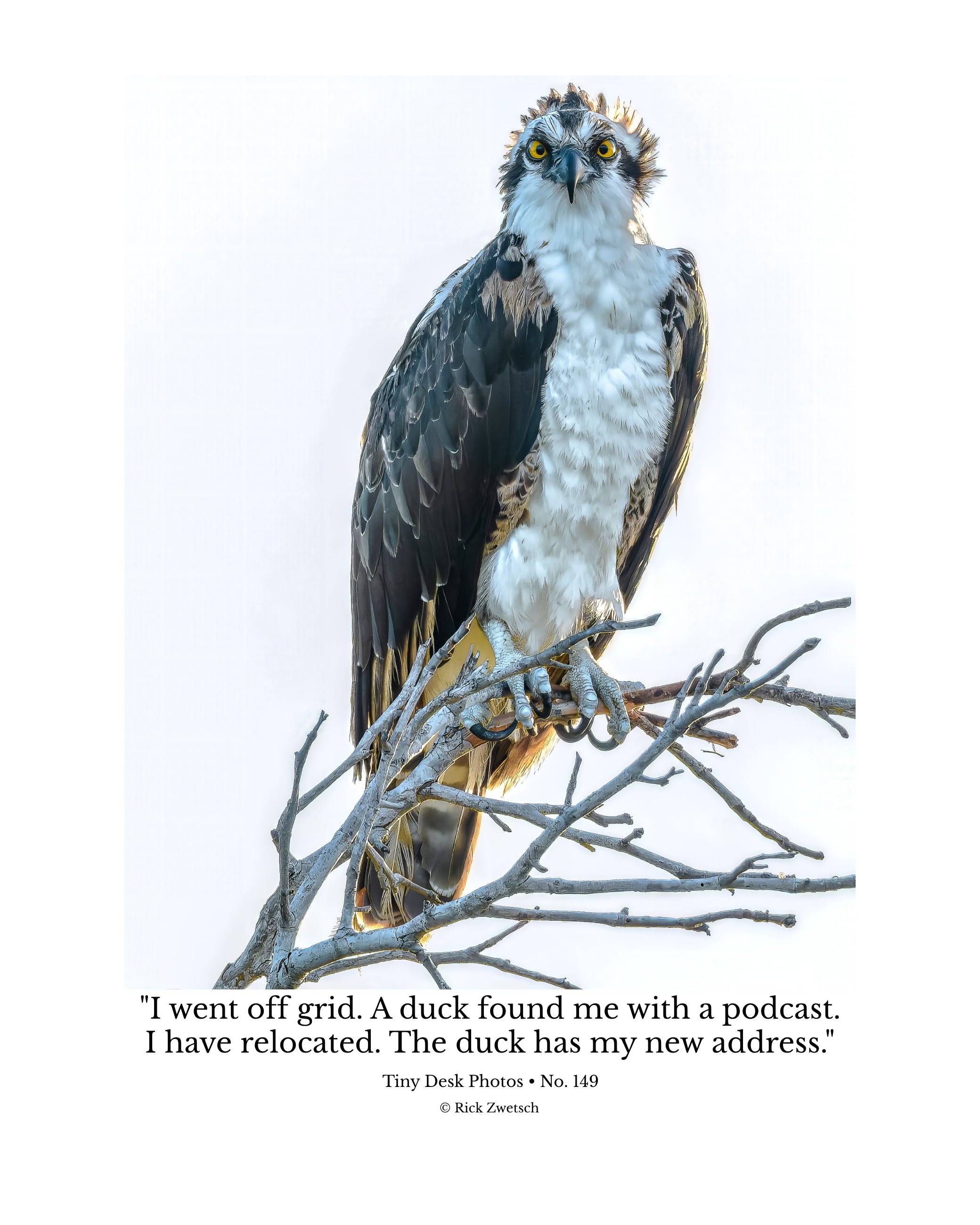 Osprey Wildlife Photography Print | Tiny Desk Photos No. 149