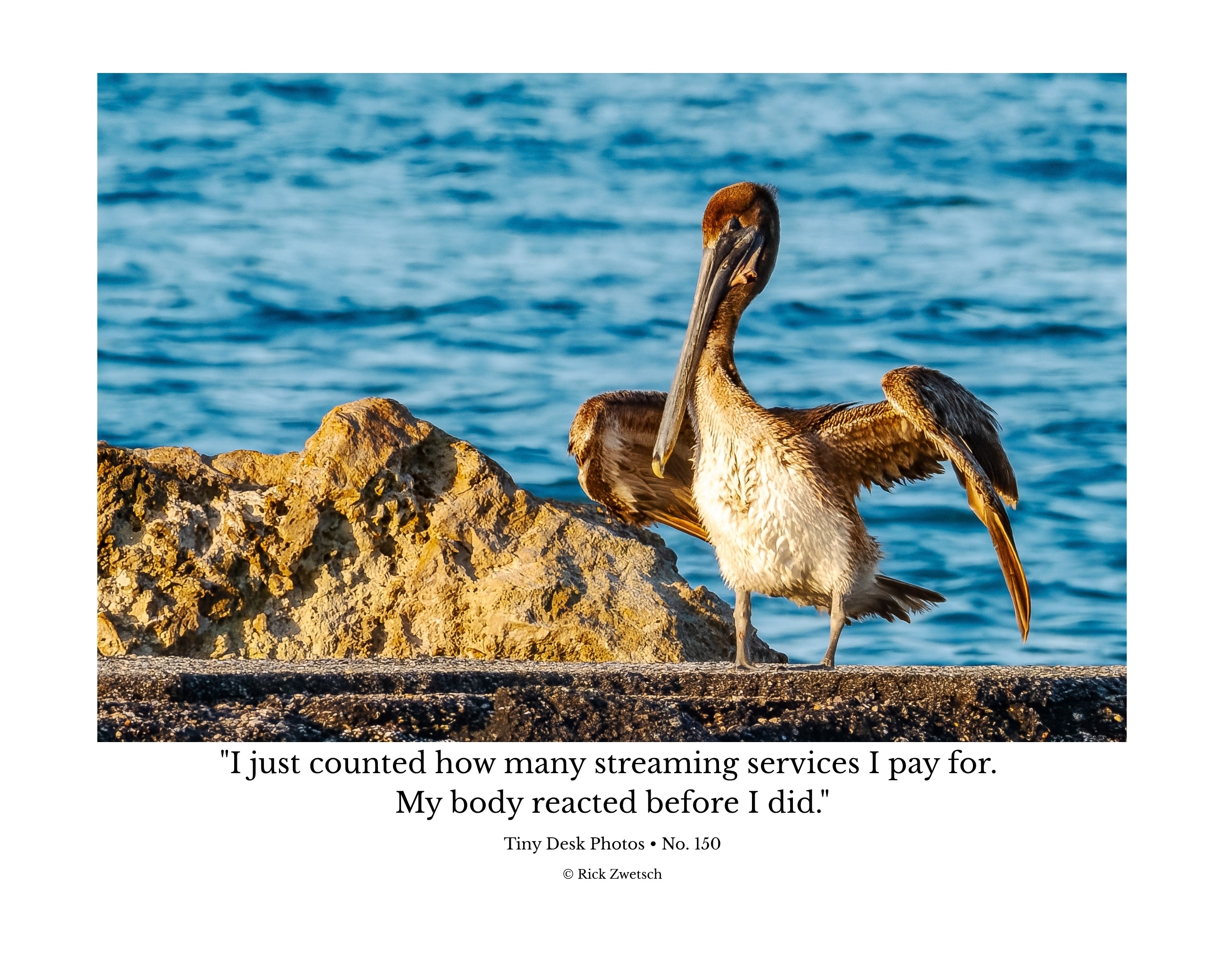 Brown Pelican Wildlife Photography Print | Tiny Desk Photos No. 150.