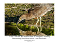 Juvenile Night Heron Wildlife Photography Print | Tiny Desk Photos No. 151