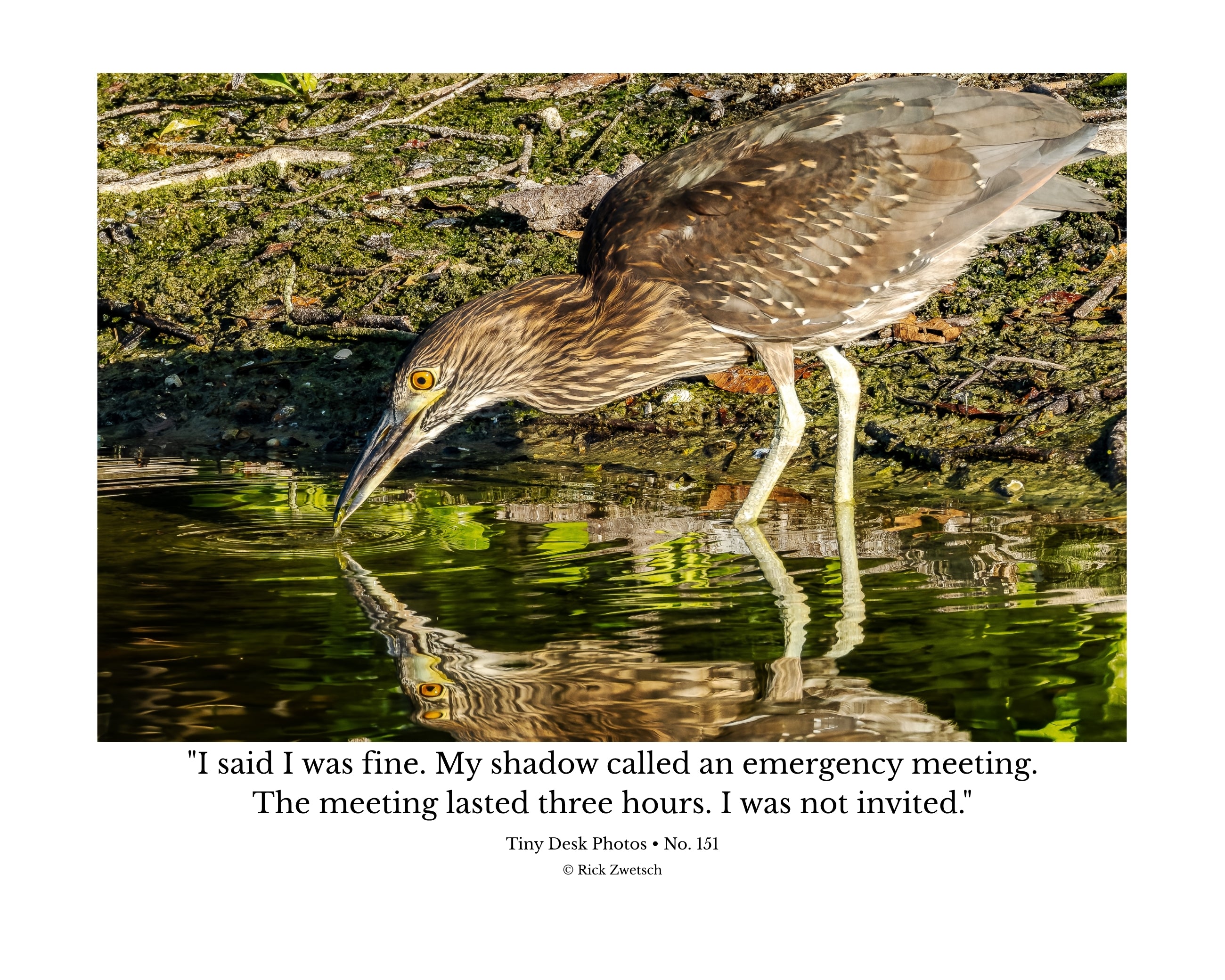Juvenile Night Heron Wildlife Photography Print | Tiny Desk Photos No. 151