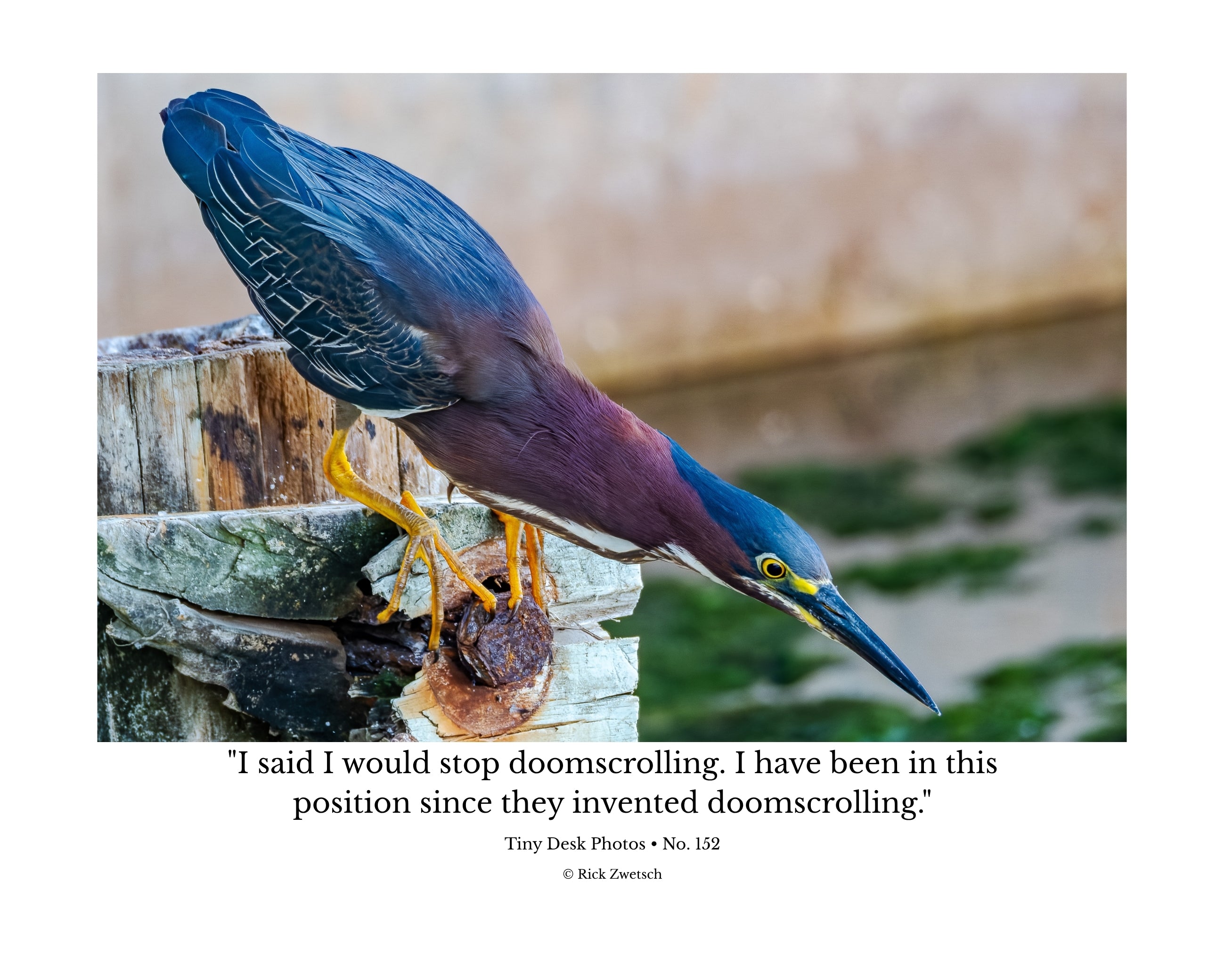 Green Heron Wildlife Photography Print | Tiny Desk Photos No. 152