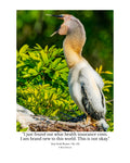Anhinga Chick Wildlife Photography Print | Tiny Desk Photos No. 153