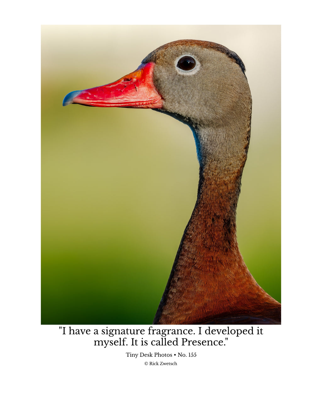 Black-Bellied Whistling Duck Wildlife Photography Print | Tiny Desk Photos No. 155