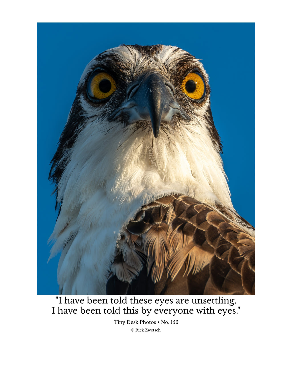 Osprey Wildlife Photography Print | Tiny Desk Photos No. 156