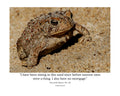 Toad Wildlife Photography Print | Tiny Desk Photos No. 158