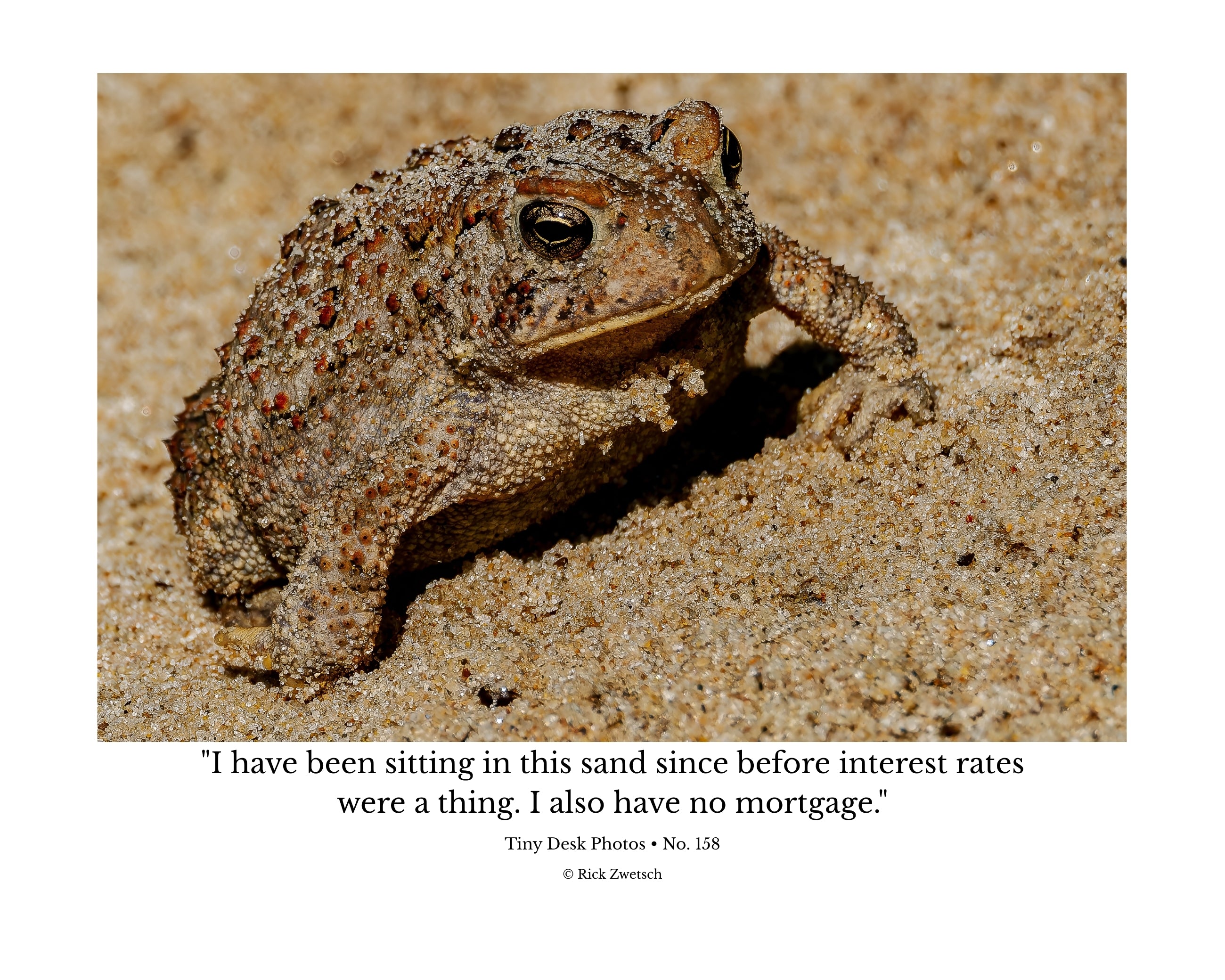 Toad Wildlife Photography Print | Tiny Desk Photos No. 158