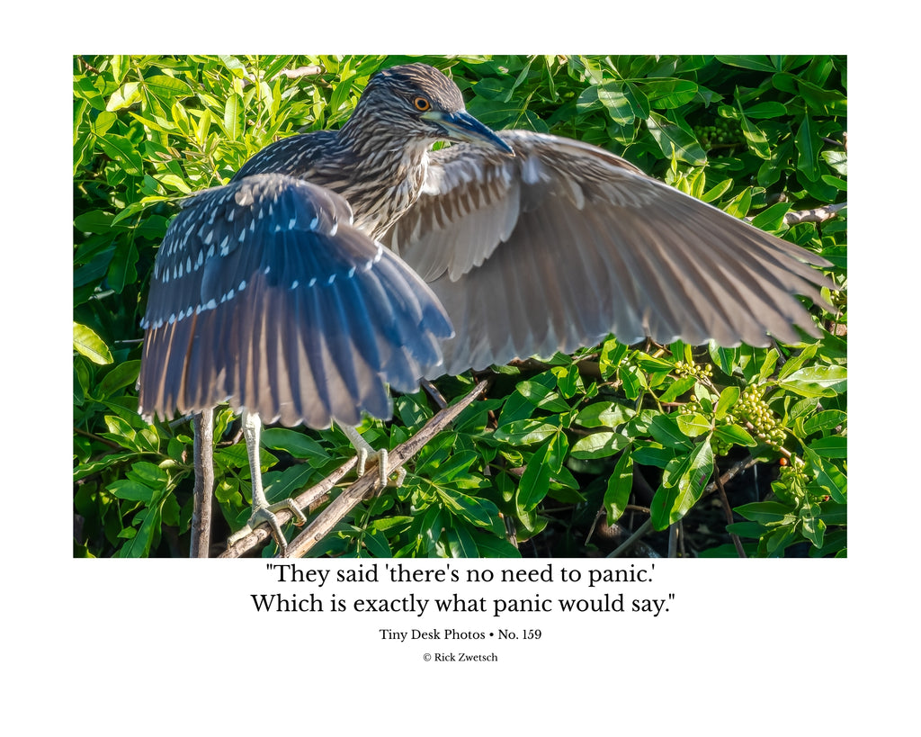 Black-Crowned Night Heron Wildlife Photography Print | Tiny Desk Photos No. 159