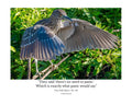 Black-Crowned Night Heron Wildlife Photography Print | Tiny Desk Photos No. 159