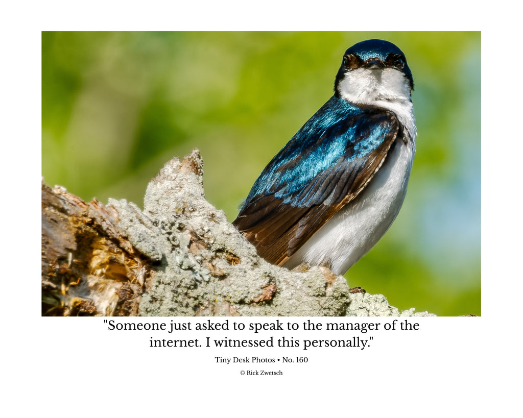 Tree Swallow Wildlife Photography Print | Tiny Desk Photos No. 160