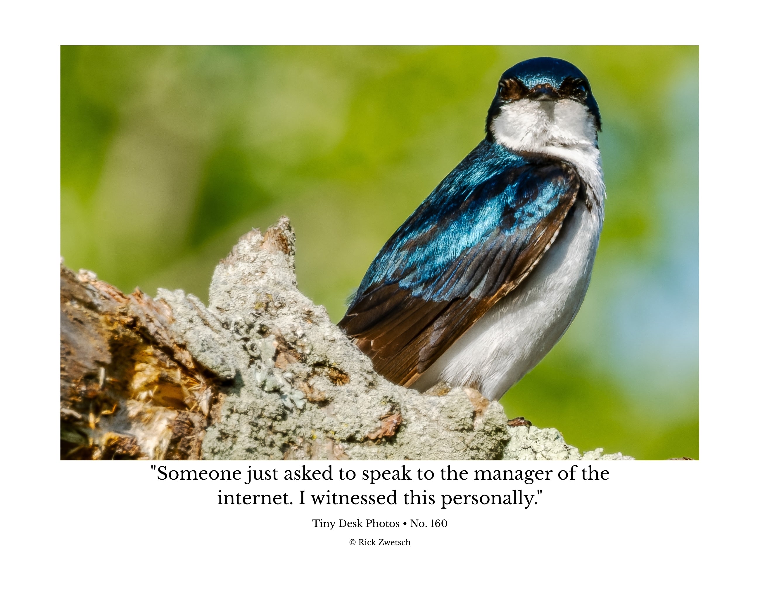Tree Swallow Wildlife Photography Print | Tiny Desk Photos No. 160