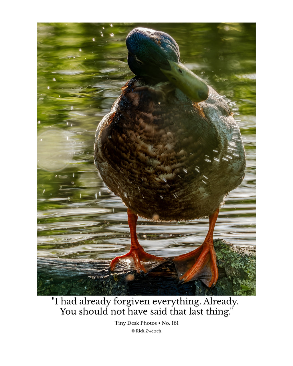 Mallard Wildlife Photography Print | Tiny Desk Photos No. 161