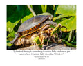 Painted Turtle Wildlife Photography Print | Tiny Desk Photos No. 162