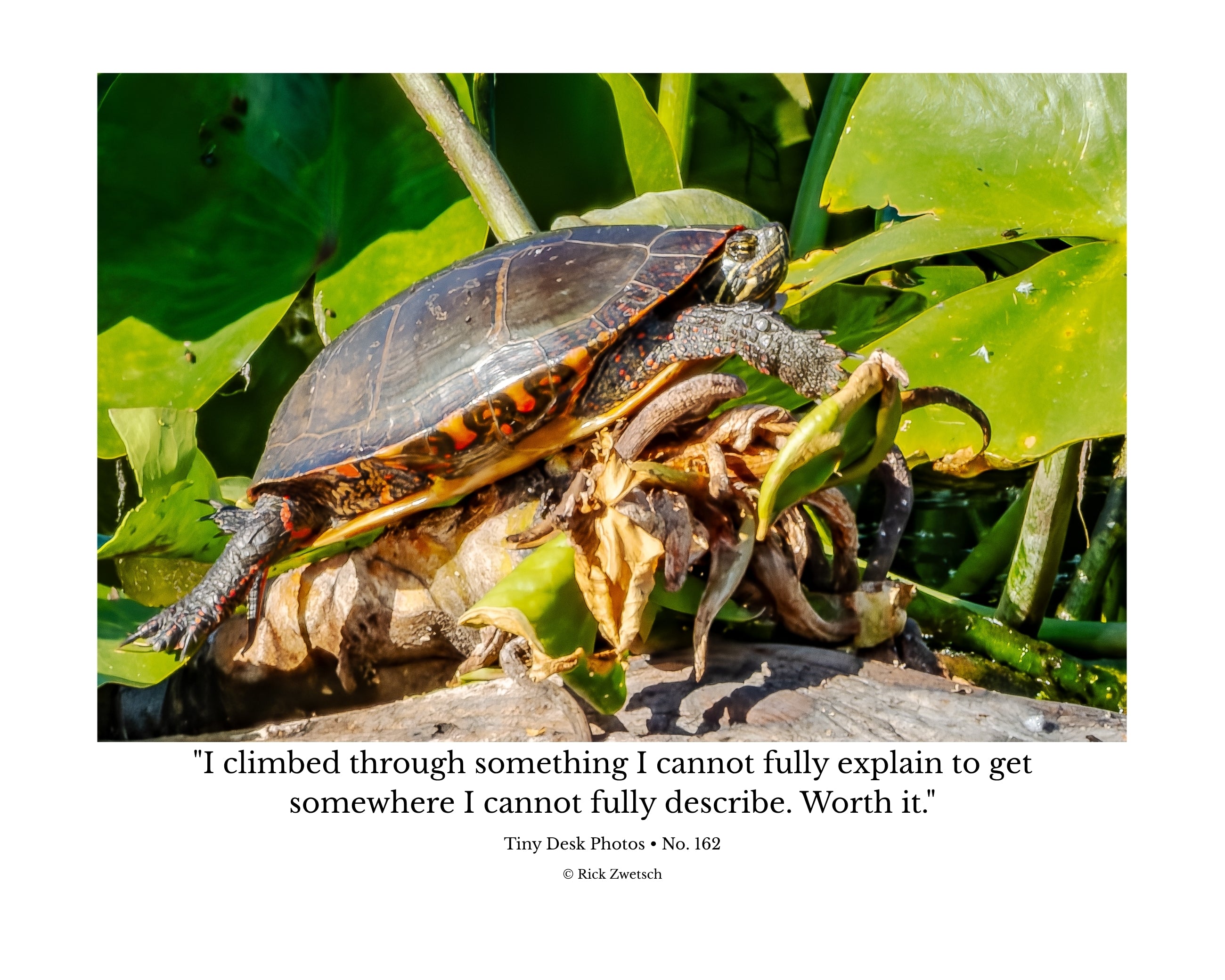 Painted Turtle Wildlife Photography Print | Tiny Desk Photos No. 162