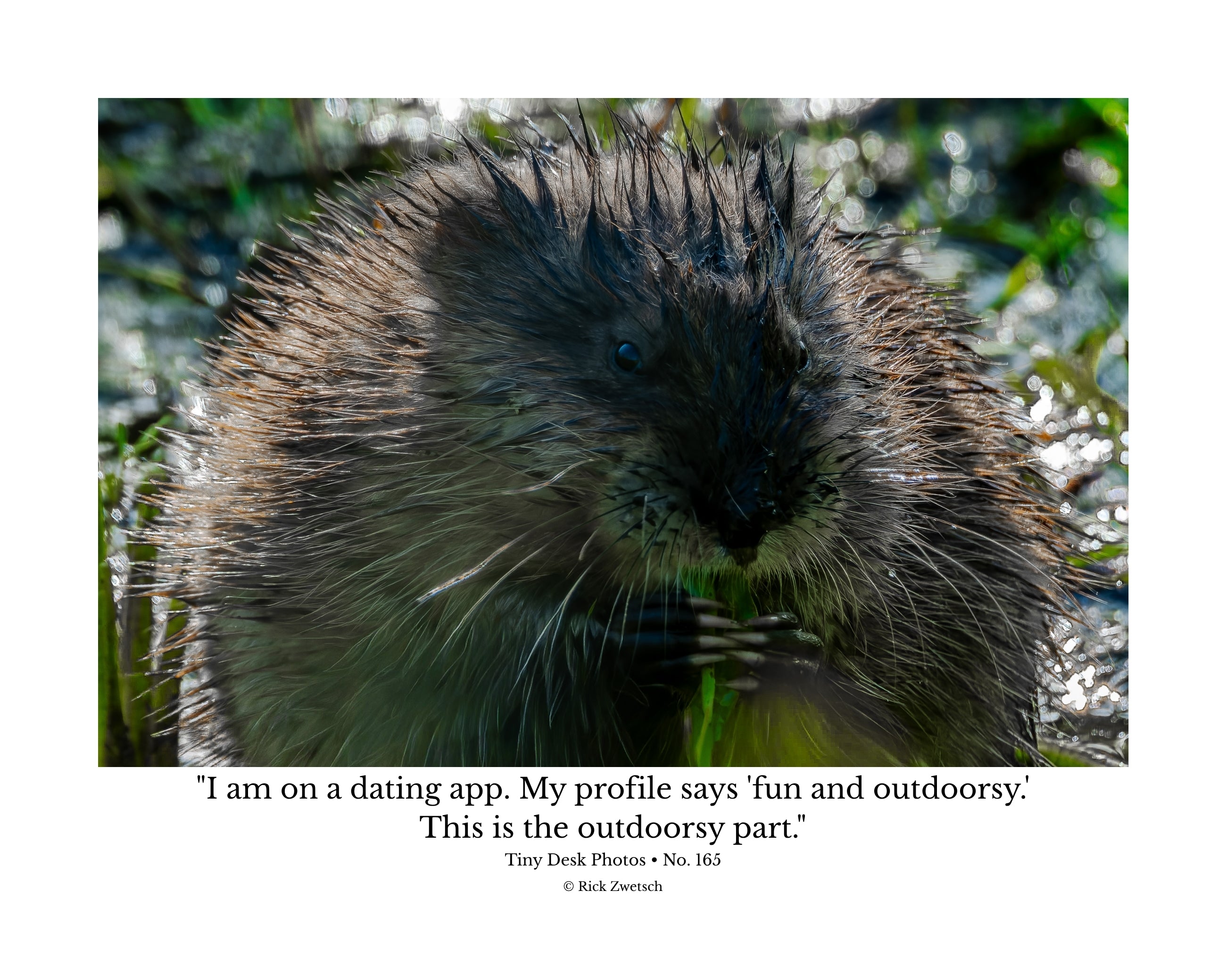 Muskrat Wildlife Photography Print | Tiny Desk Photos No. 165