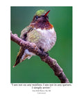 Hummingbird Wildlife Photography Print | Tiny Desk Photos No. 168