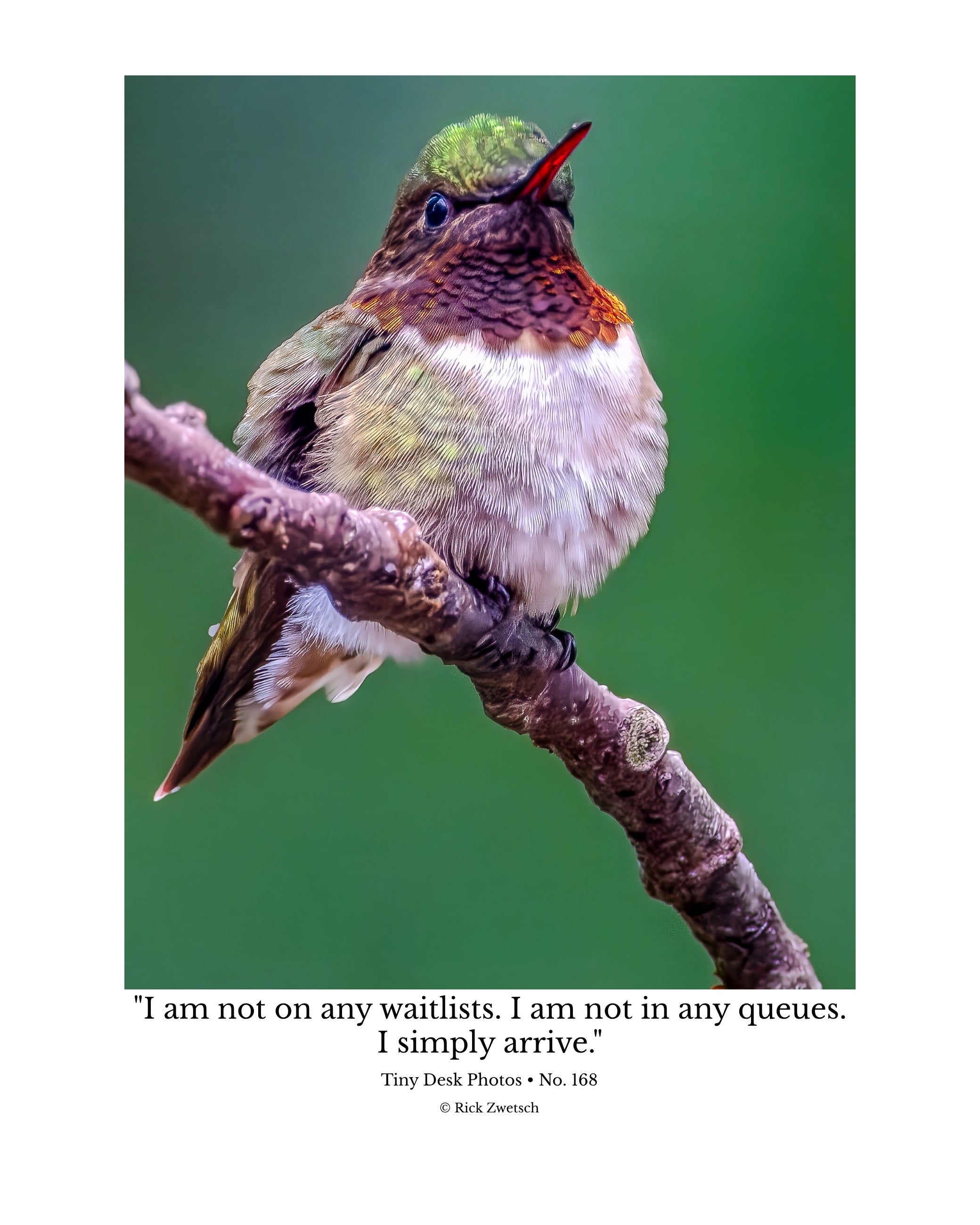 Hummingbird Wildlife Photography Print | Tiny Desk Photos No. 168