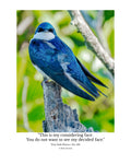 Tree Swallow Wildlife Photography Print | Tiny Desk Photos No. 169