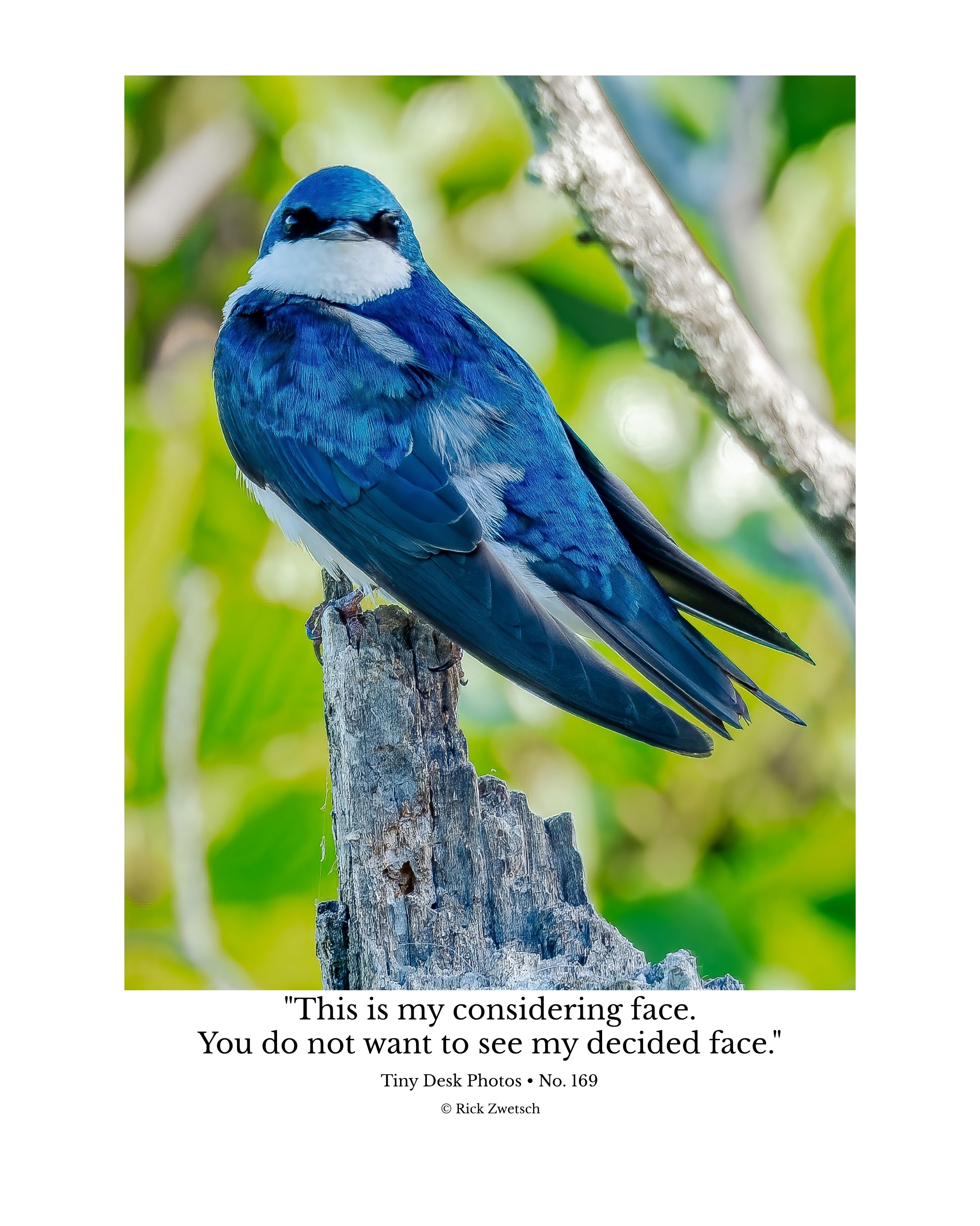 Tree Swallow Wildlife Photography Print | Tiny Desk Photos No. 169
