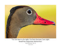 Black-bellied Whistling Duck Wildlife Photography Print | Tiny Desk Photos No. 171