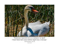 Mute Swan Wildlife Photography Print | Tiny Desk Photos No. 172