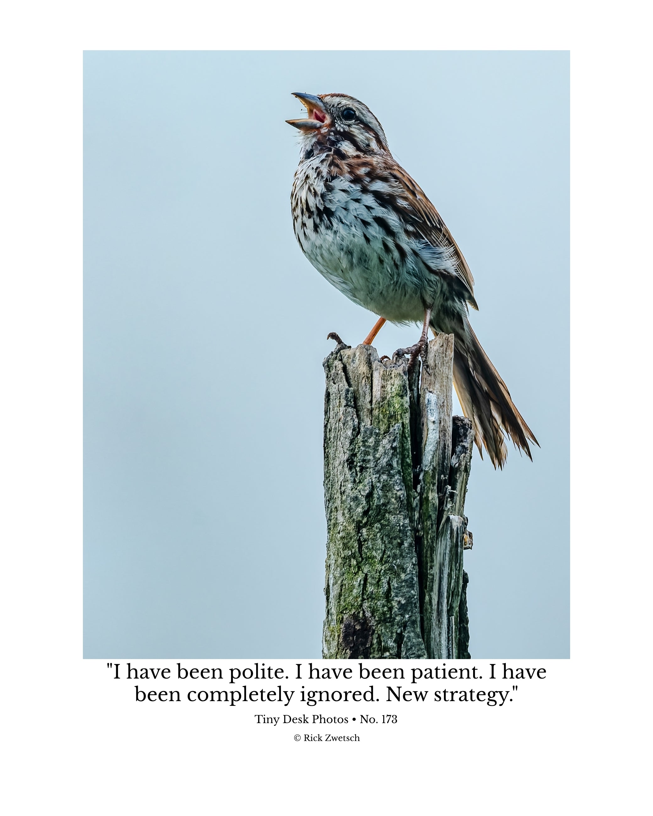 Song Sparrow Wildlife Photography Print | Tiny Desk Photos No. 173