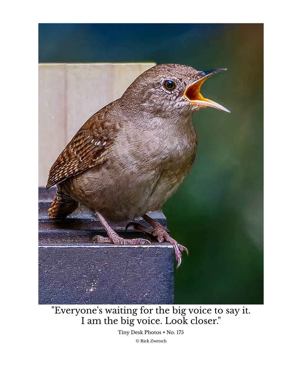 Carolina Wren Wildlife Photography Print | Tiny Desk Photos No. 175