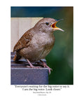Carolina Wren Wildlife Photography Print | Tiny Desk Photos No. 175
