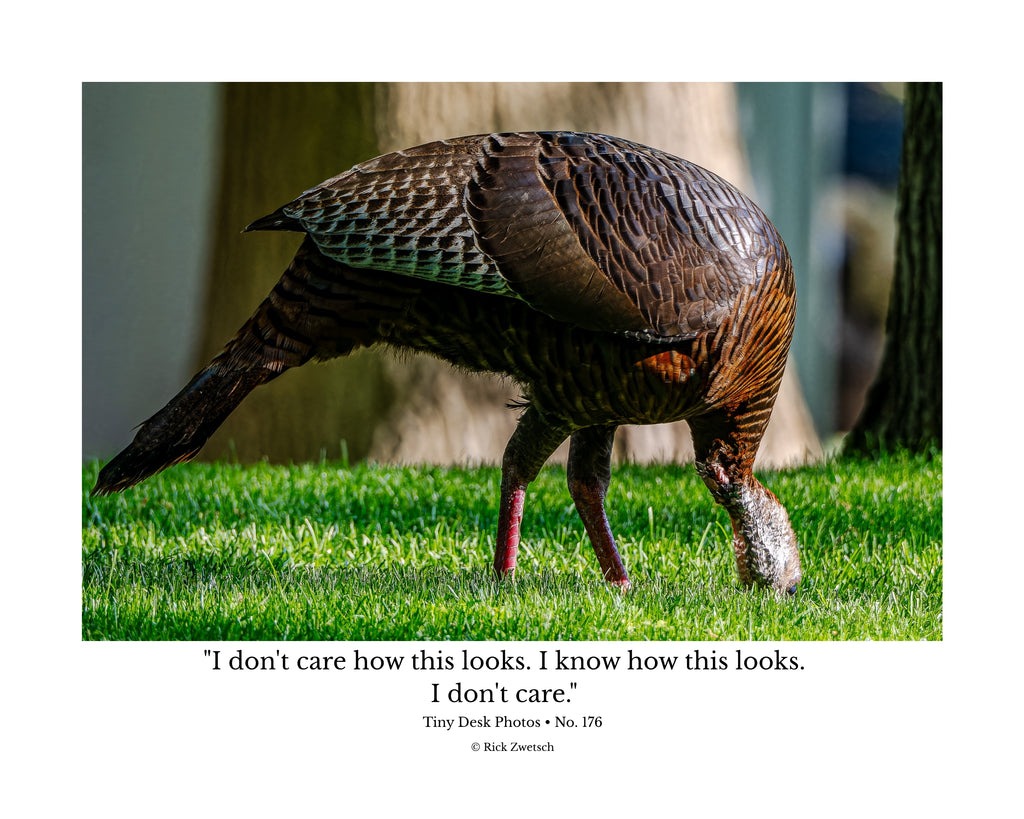 Wild Turkey Wildlife Photography Print | Tiny Desk Photos No. 176