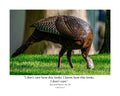 Wild Turkey Wildlife Photography Print | Tiny Desk Photos No. 176