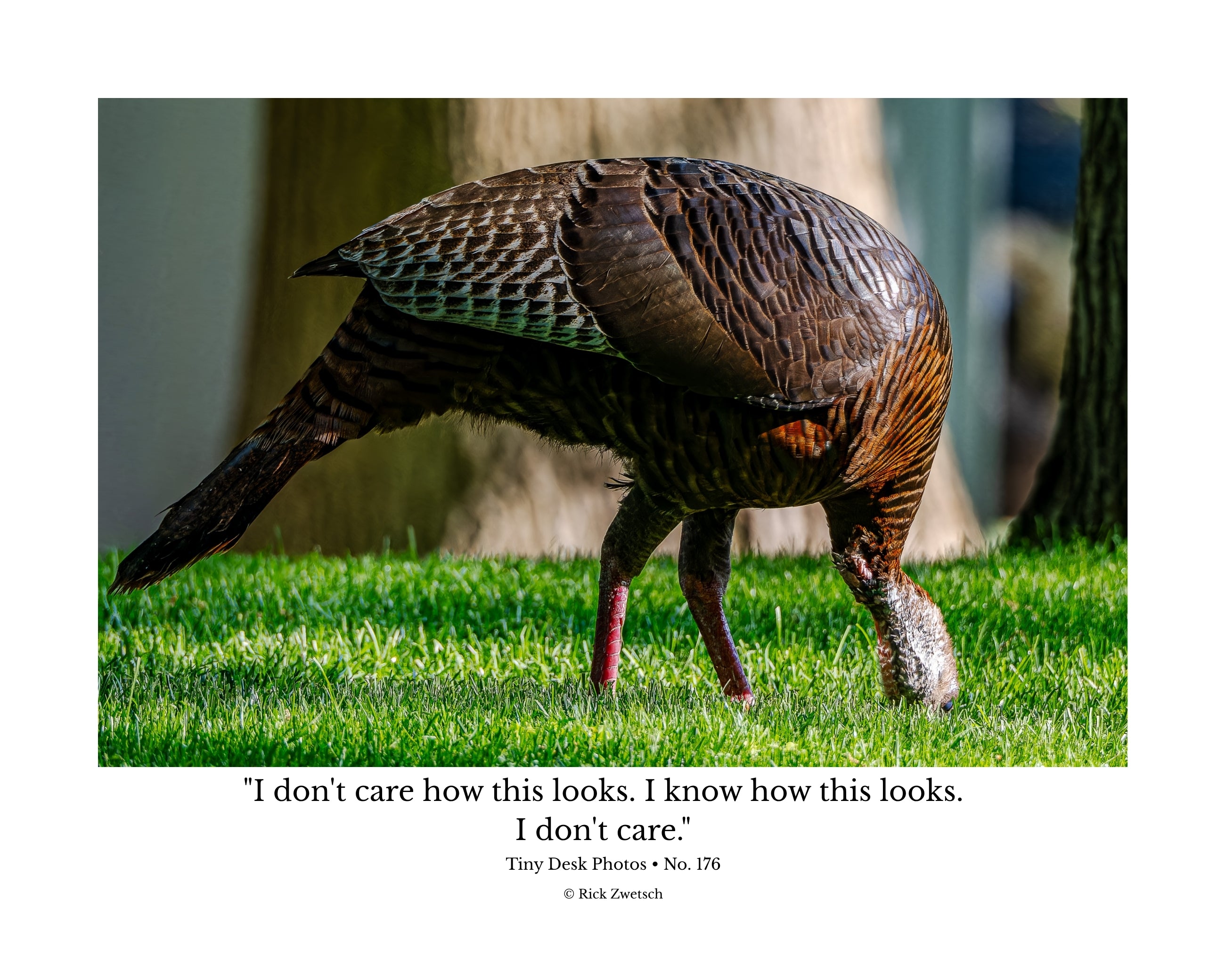 Wild Turkey Wildlife Photography Print | Tiny Desk Photos No. 176