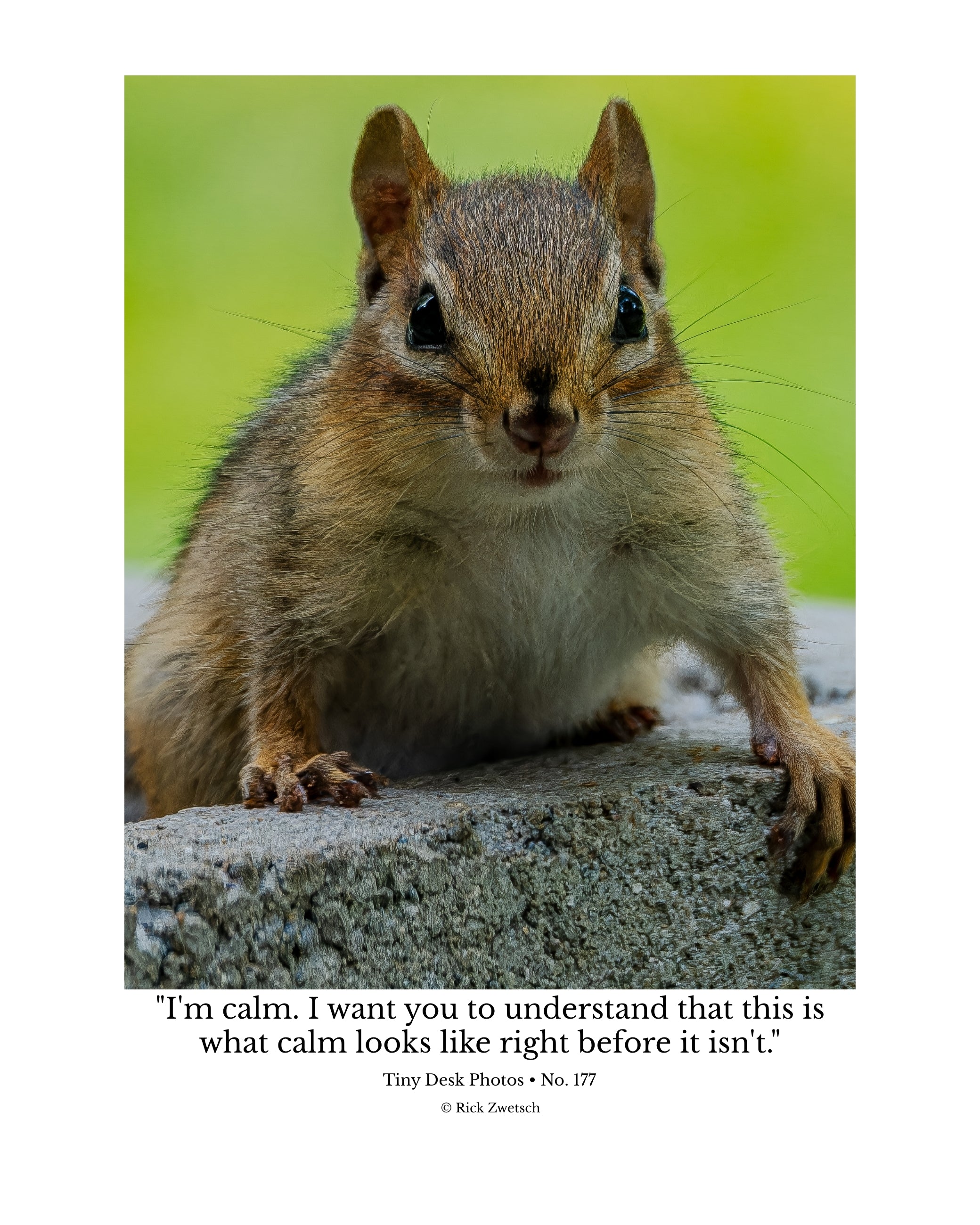 Chipmunk Wildlife Photography Print | Tiny Desk Photos No. 177