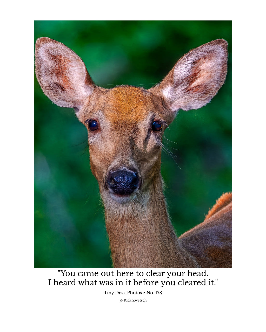 White-tailed Deer Wildlife Photography Print | Tiny Desk Photos No. 178