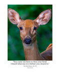 White-tailed Deer Wildlife Photography Print | Tiny Desk Photos No. 178