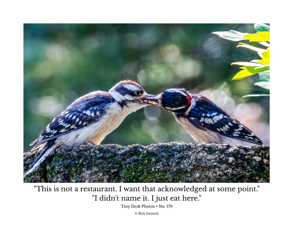 Downy Woodpecker Wildlife Photography Print | Tiny Desk Photos No. 179