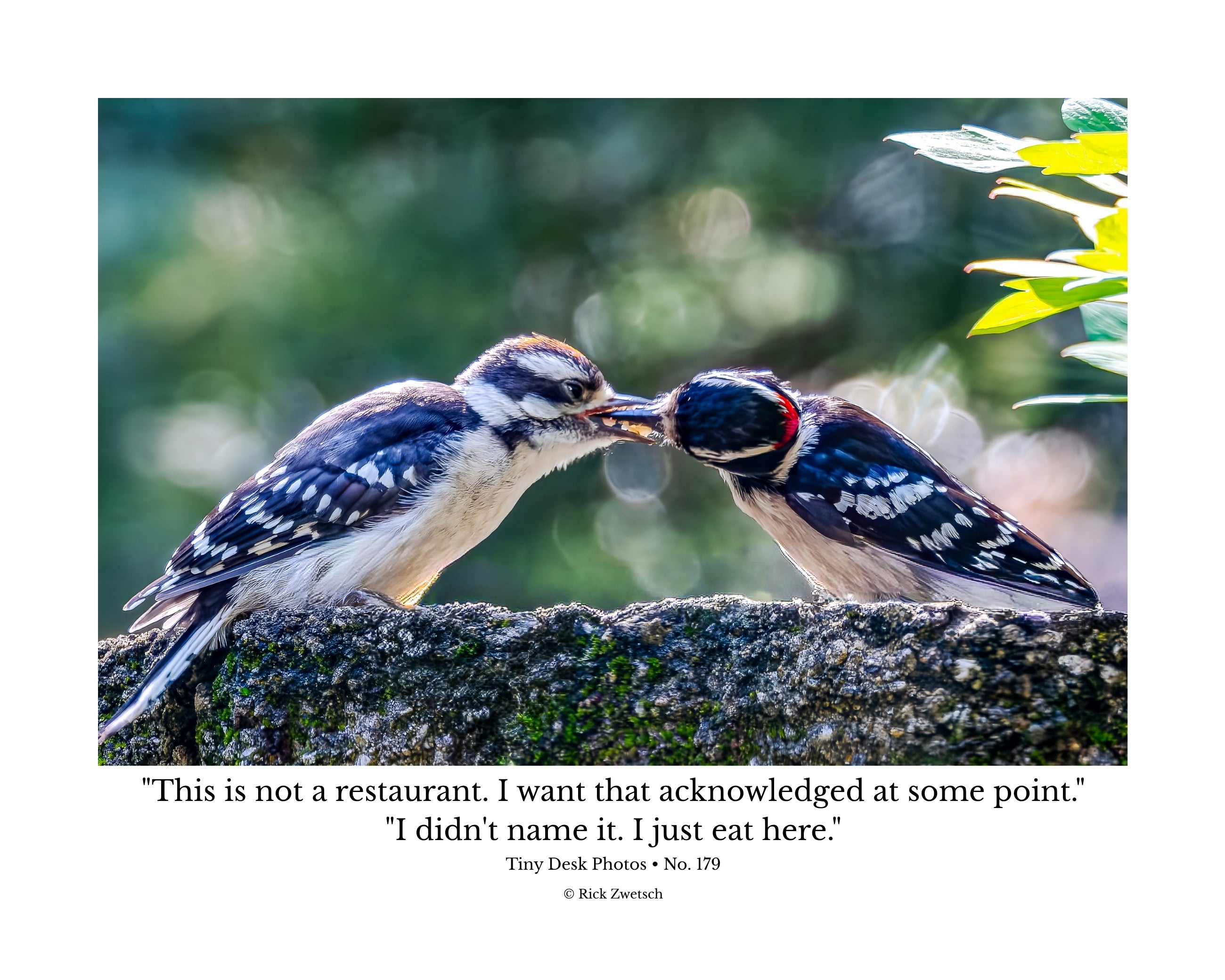 Downy Woodpecker Wildlife Photography Print | Tiny Desk Photos No. 179