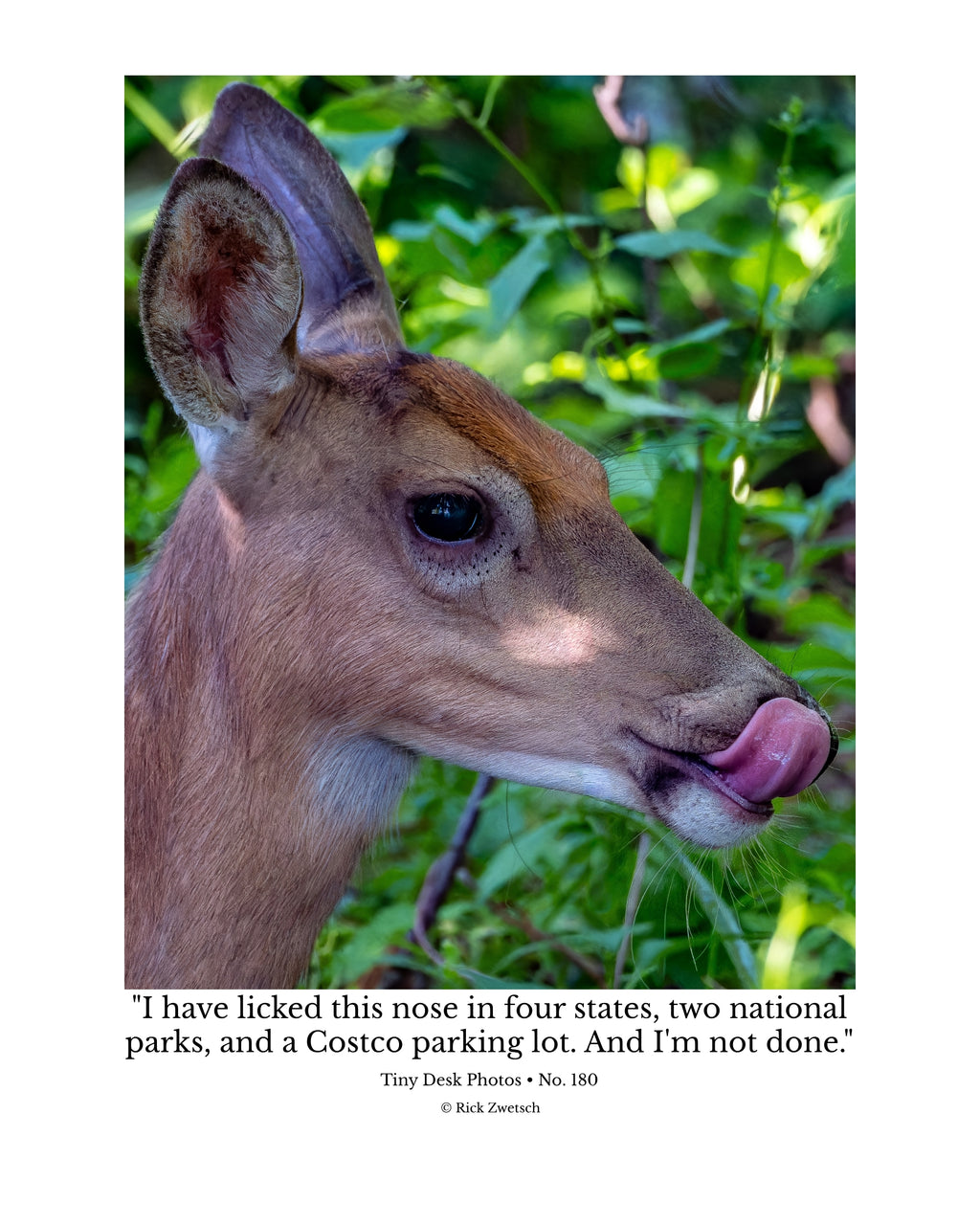 White-Tailed Deer Wildlife Photography Print | Tiny Desk Photos No. 180