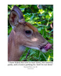 White-Tailed Deer Wildlife Photography Print | Tiny Desk Photos No. 180