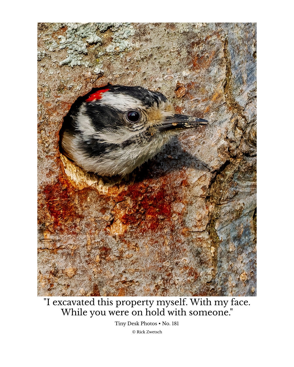 Downy Woodpecker Wildlife Photography Print | Tiny Desk Photos No. 181