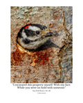Downy Woodpecker Wildlife Photography Print | Tiny Desk Photos No. 181