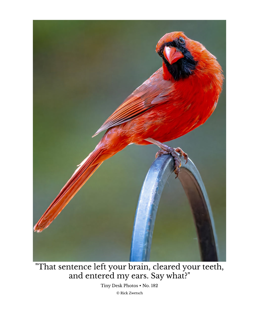 Northern Cardinal Wildlife Photography Print | Tiny Desk Photos No. 182