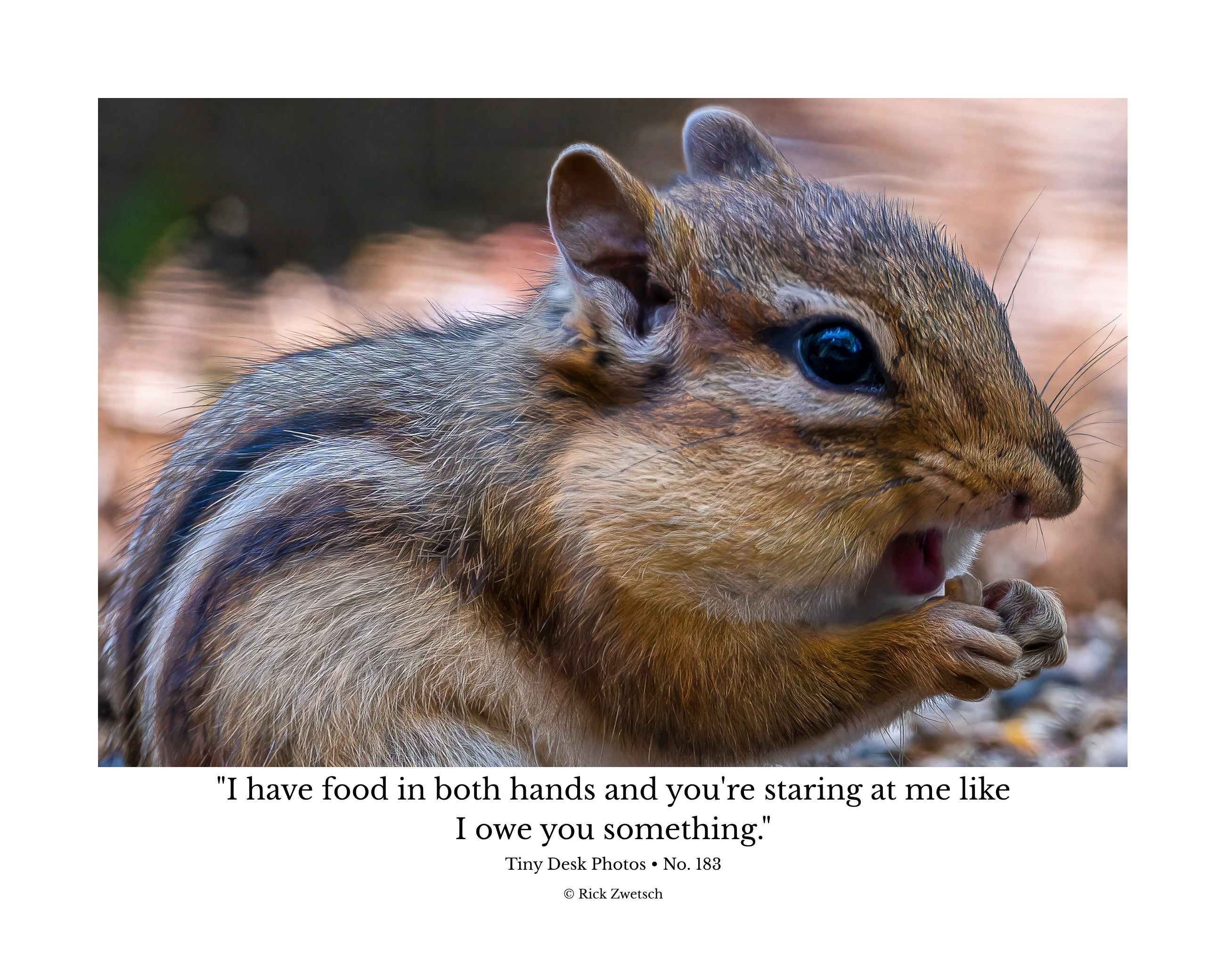 Eastern Chipmunk Wildlife Photography Print | Tiny Desk Photos No. 183
