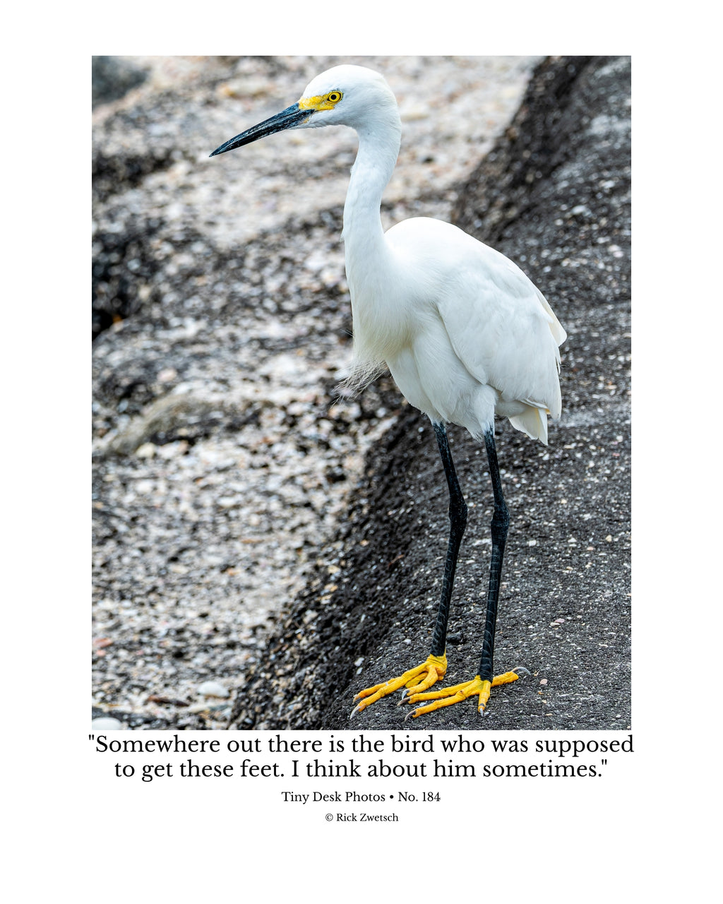 Snowy Egret Wildlife Photography Print | Tiny Desk Photos No. 184